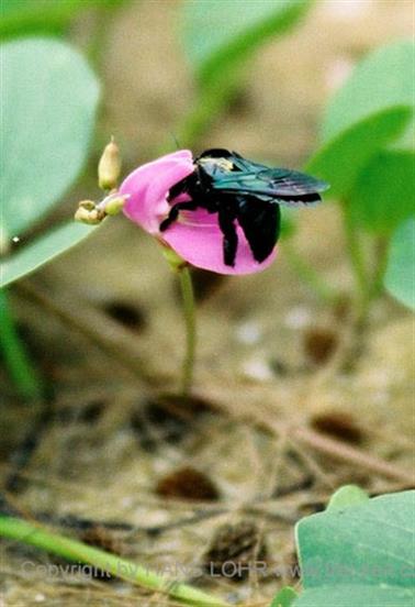 16 Thailand 2002 F1080019 Khao Lak Hotel Tropicana Strand_478